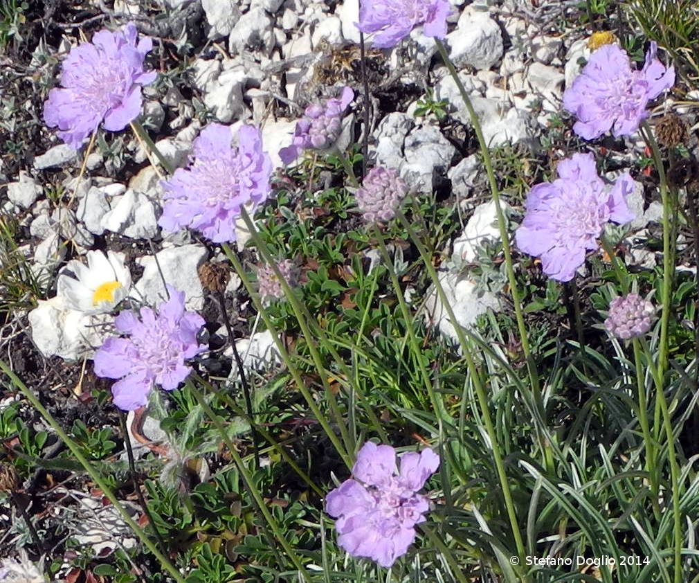 Lomelosia graminifolia / Vedovina strisciante